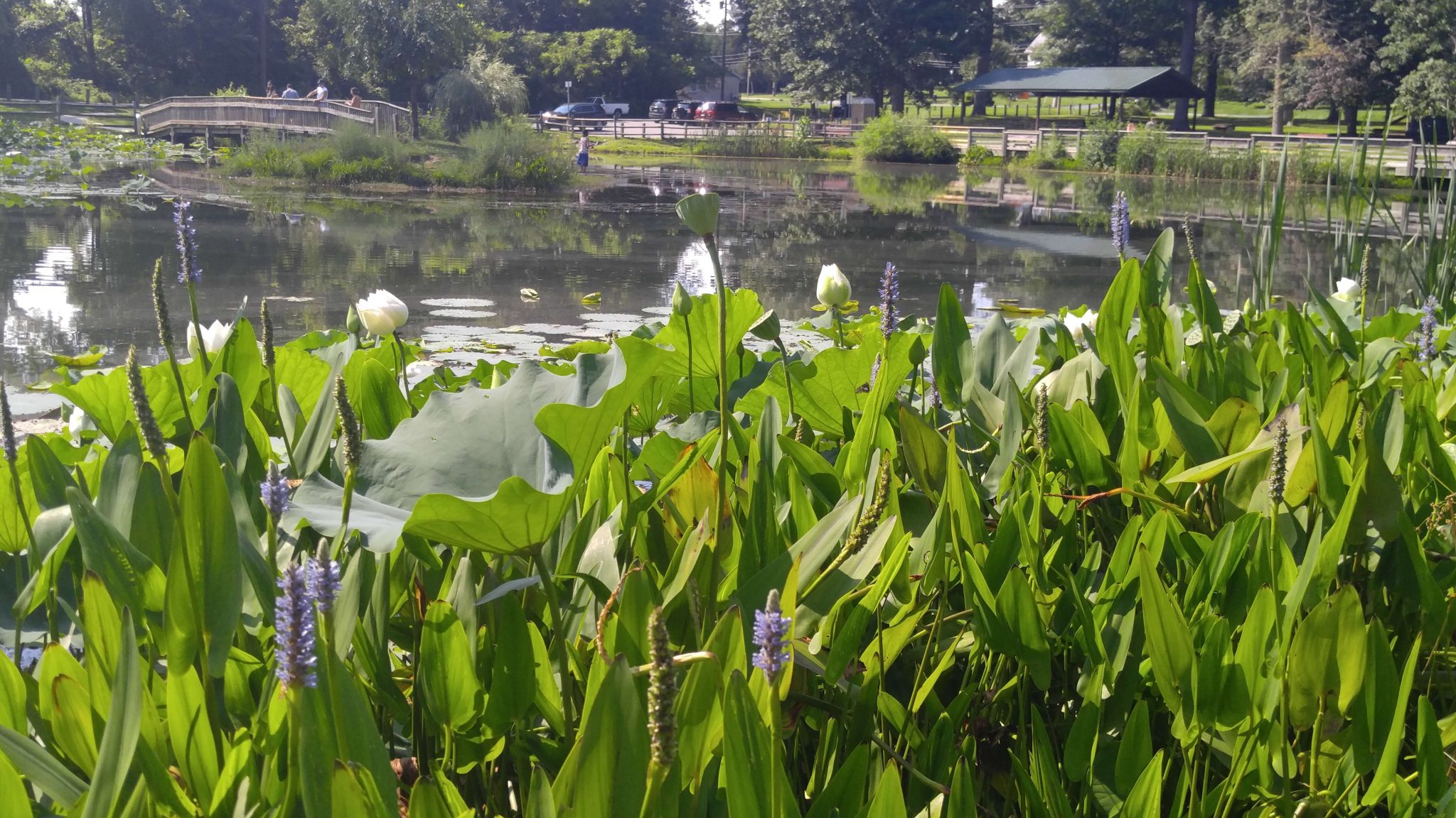 Friends Community Park Forest Hill, Maryland