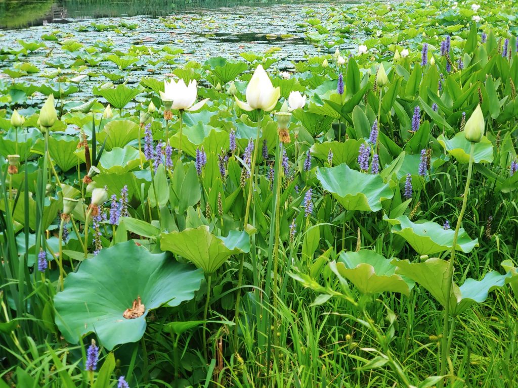 Friends Community Park Forest Hill, Maryland